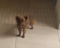 SEGNALAZIONE CANE RUBATO-SOFI