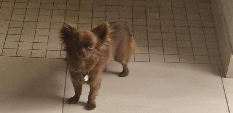 SEGNALAZIONE CANE RUBATO-SOFI