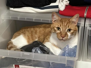 SMARRITO GATTO MUSSI