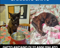 SMARRITO GATTO BEPPE