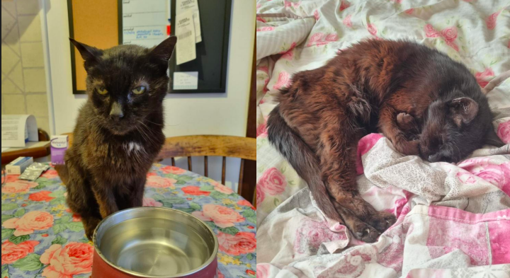 SMARRITO GATTO BEPPE