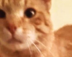 Smarrito giovane gatto maschio Rosso MAO