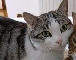 SMARRITO GATTO TIPPY