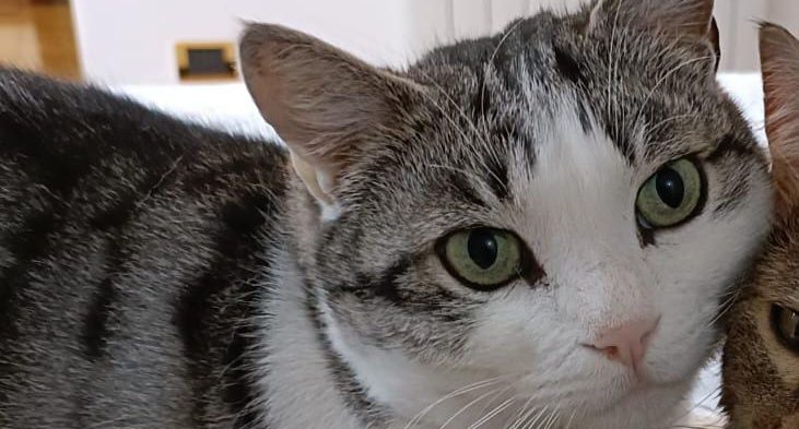 SMARRITO GATTO TIPPY