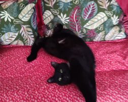 SMARRITA GATTA POLPETTA