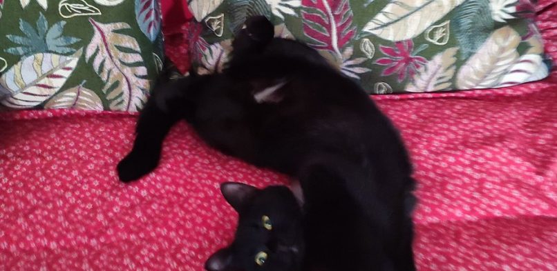 SMARRITA GATTA POLPETTA