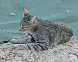 SMARRITO MICINO