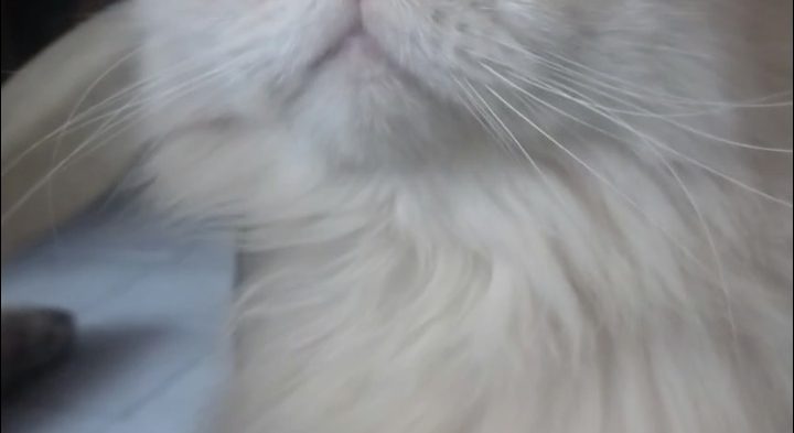 GATTO SMARRITO PERSIANO BIANCO